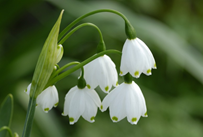 remembering_day